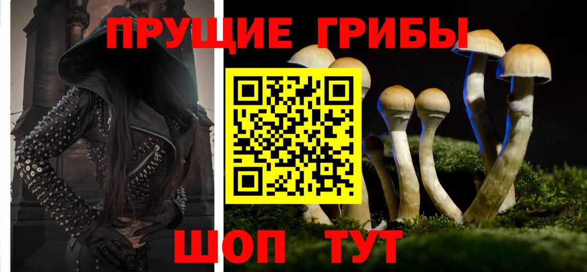 Псилоцибиновые грибы Psilocybe Сегежа